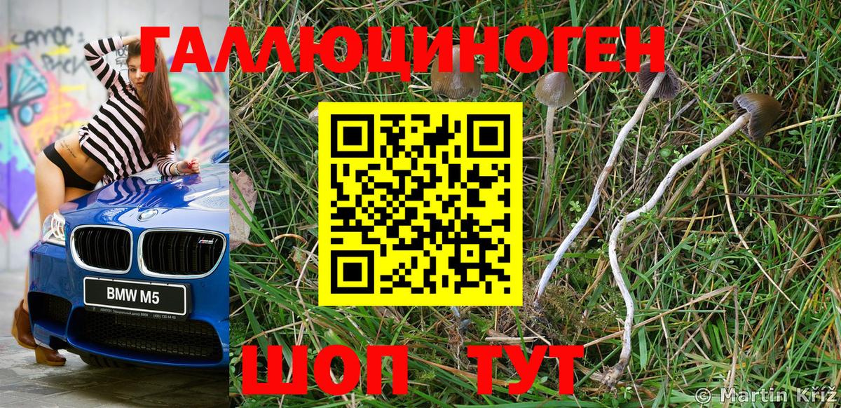 Псилоцибиновые грибы Psilocybe Кировск